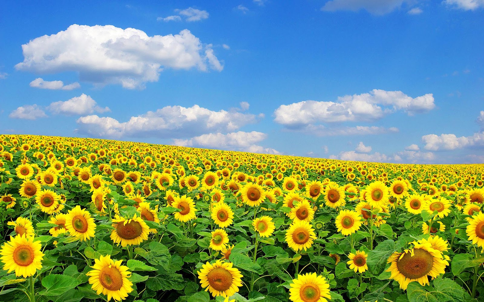 Zomer-foto-gele-zonnebloemen-achtergronden-hd-zonnebloem-wallpapers-01
